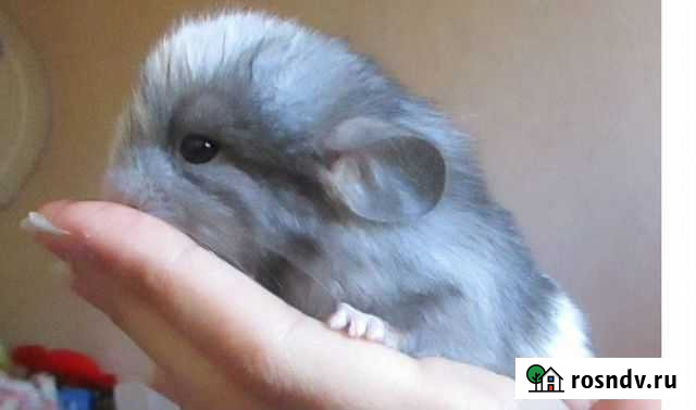 Передержка мелких животных Ярославль - изображение 1