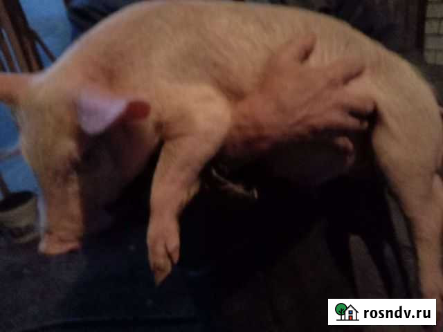 Продаю поросят белая крупная и ландрас Выездное - изображение 1