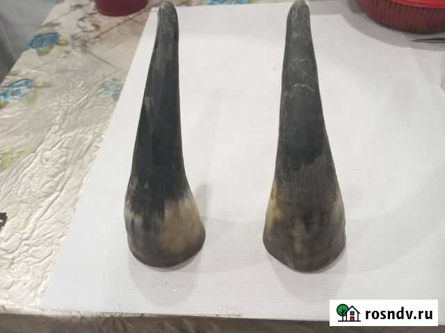 Рога тура 100 гр. вместимости Владикавказ - изображение 1