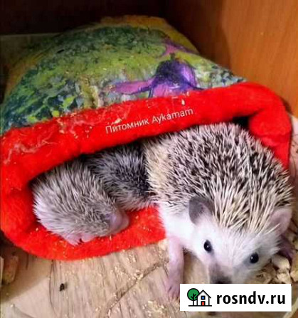 Карликовый африканский ежик Уфа - изображение 1
