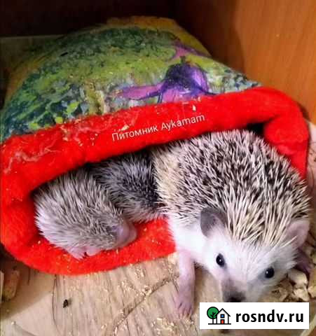 Карликовый африканский ежик Уфа - изображение 1
