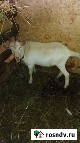 Зааненский молодой козлик Киров - изображение 1