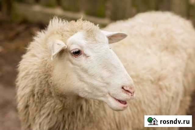 Ярочки годовалые Палласовка - изображение 1