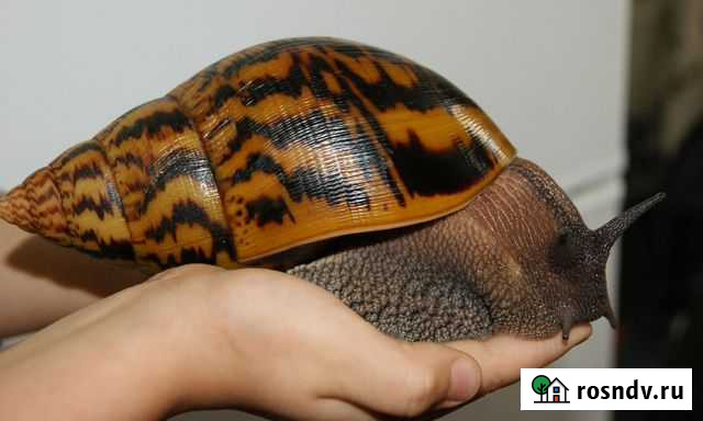 Гигансткие ахатины улитки+доставка,домики,еда Санкт-Петербург - изображение 1