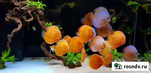 Обслуживание аквариумов, чистка аквариума Иркутск - изображение 1