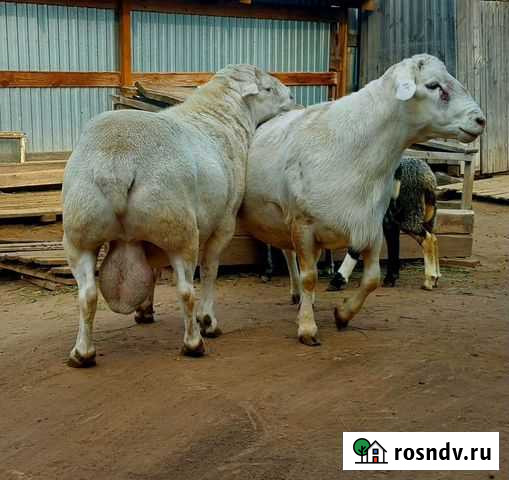 Ягнята Дорпера, кроссы F4 и F5 Пермь - изображение 1
