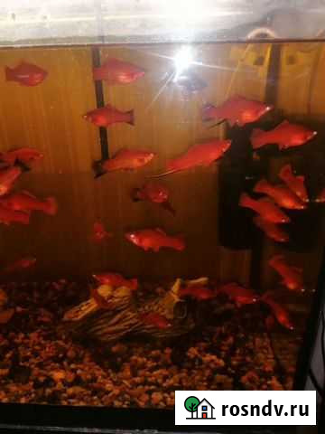 Аквариумные рыбки Брянск - изображение 1