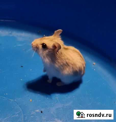 Хомячок девочка джунгарик Новороссийск - изображение 1