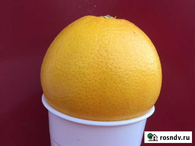 Бычки на мясо Канаш - изображение 1