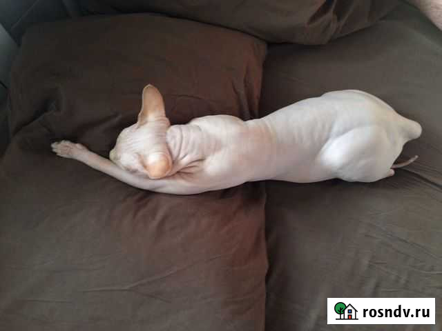 Вязка для кошек Омск - изображение 1