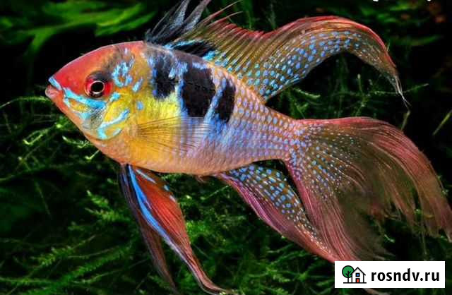 Аквариумные рыбки Полярный - изображение 1