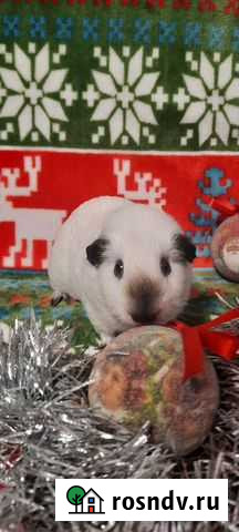 Морские свинки Калифорния Балашиха - изображение 1