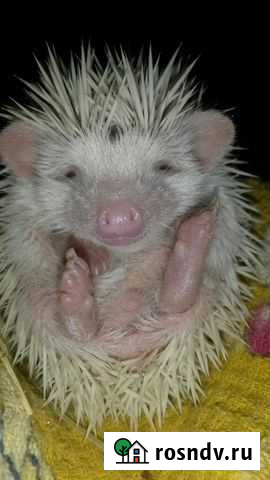 Ежики карликовые Красноярск - изображение 1