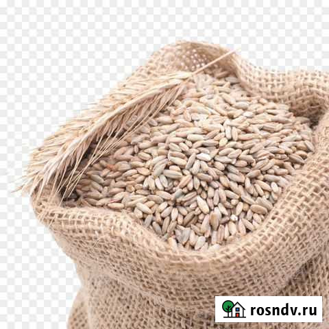 Рожь Саранск - изображение 1