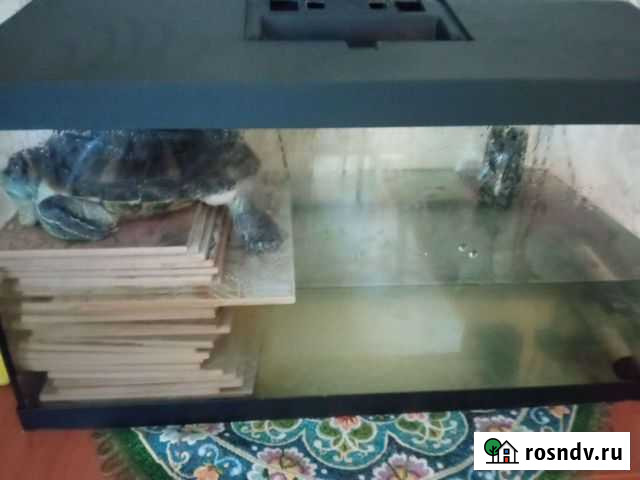 Черепаха с аквариумом Томск - изображение 1