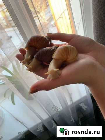 Улитки с контейнером Воткинск - изображение 1