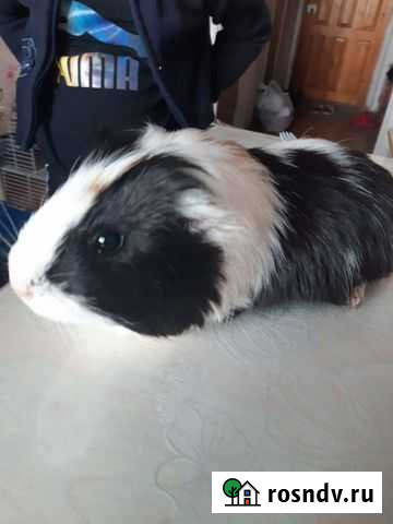 Морские свинки Белогорск - изображение 1