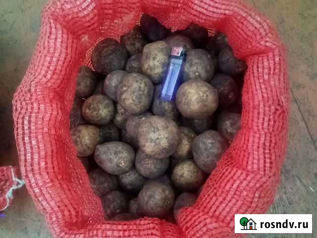 Продам картофель Прокопьевск - изображение 1