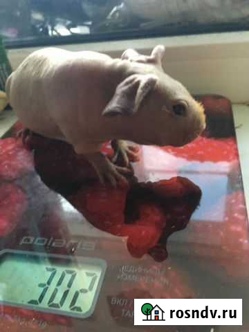 Морские свинки Петропавловск-Камчатский - изображение 1