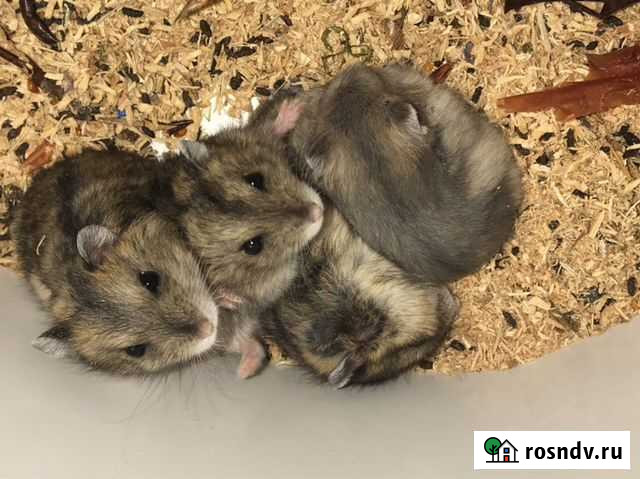 Джунгарский хомяк,бесплатно,в добрые руки Махачкала - изображение 1