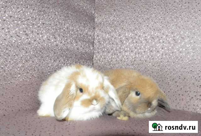 Карликовые разные кролики/доставка по РФ Рязань - изображение 1