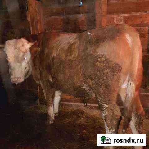 Бык Фролово