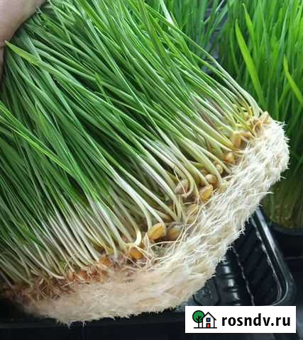 Пророщенная пшеница (Витграсс) Тюмень - изображение 1