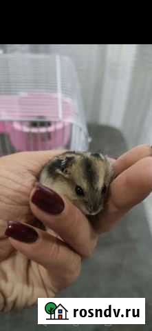 Джунгарский хомяк Анапа - изображение 1