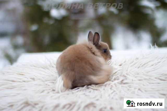 Львиноголовая девочка кролик супер мини 2 месяца Москва - изображение 1