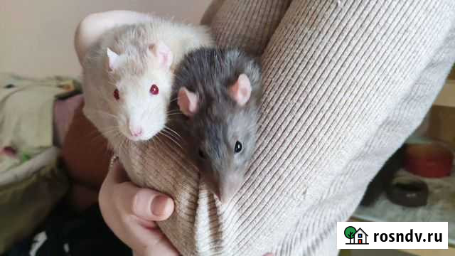 2 милых крыса Тюмень - изображение 1