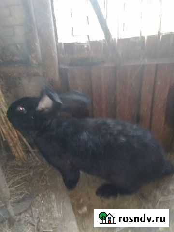 Кролики Новоджерелиевская - изображение 1