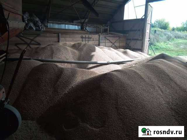 Пшеница Козловка - изображение 1