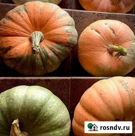 Тыква Иловля - изображение 1