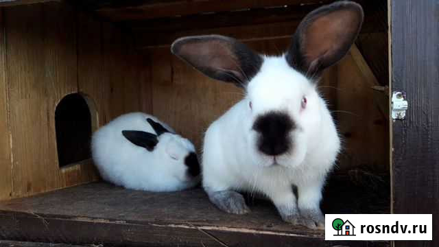 Калифорнийские кролики Новороссийск - изображение 1
