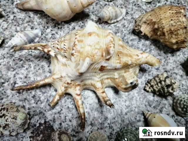 Морские ракушки раковины Калуга - изображение 1