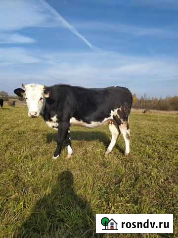 Телка Тутаев - изображение 1