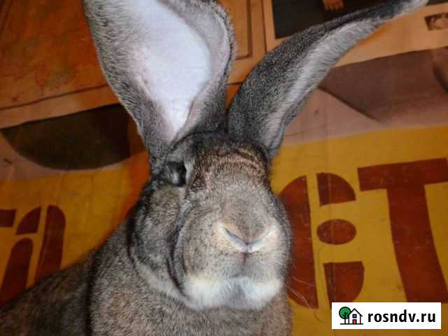 Продам -Кроликов великанов разных пород Льгов - изображение 1