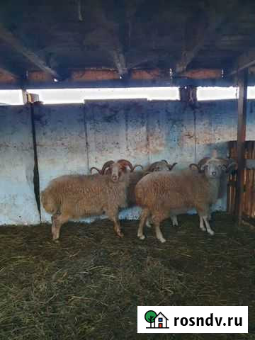 Бараны Ачхой-Мартан - изображение 1