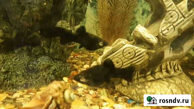 Моллинезия черная Чистополь - изображение 1