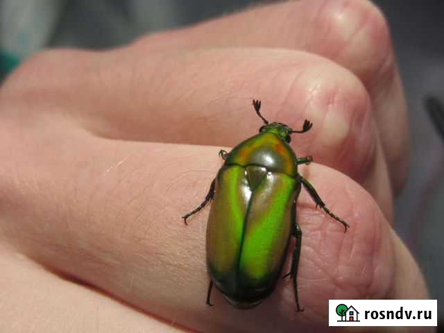 Живой жук smaragdina africana Санкт-Петербург - изображение 1