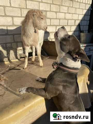 Англо нубийский козел,ломанча Южноуральск - изображение 1