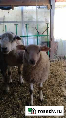 Тексель Сычево - изображение 1