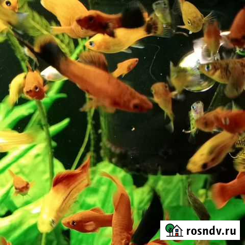 Аквариумистика домашнего разведения Йошкар-Ола - изображение 1