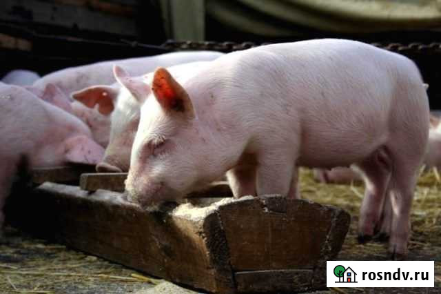 Премикс Агромикс Кострома - изображение 1