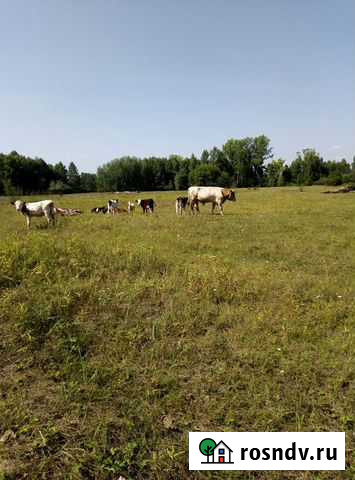 Бык производитель Симментал Заринск - изображение 1