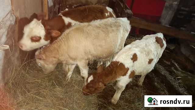 Тёлочка 2 месяца Абакан - изображение 1