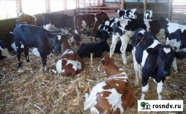 Лимузин и абердин помесь бычки телята Кореновск - изображение 1