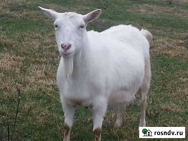 Мясо козье Ухолово - изображение 1