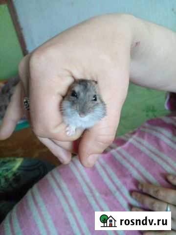 Джунгарский хомяк Хабаровск - изображение 1