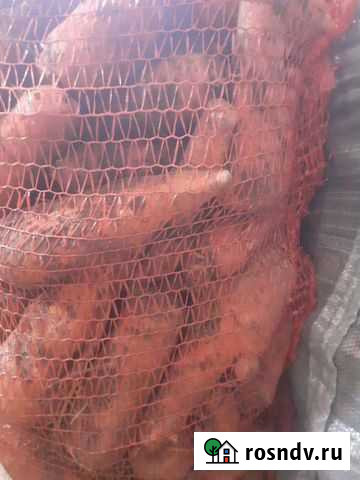 Свекла.Капуста.Морковь Приволжский - изображение 1